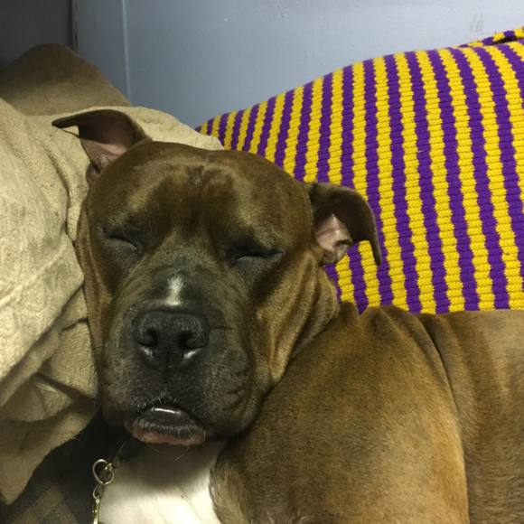 Meet your Posher, Ruphie - Picture 1 of 1